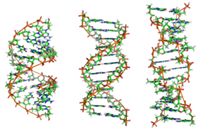 290px-A-DNA_B-DNA_and_Z-DNA.png